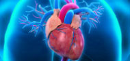 CEOS Cardiology and Clinical Research