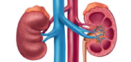 CEOS Clinical Nephrology and Research