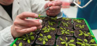 CEOS Plant Biology and Research